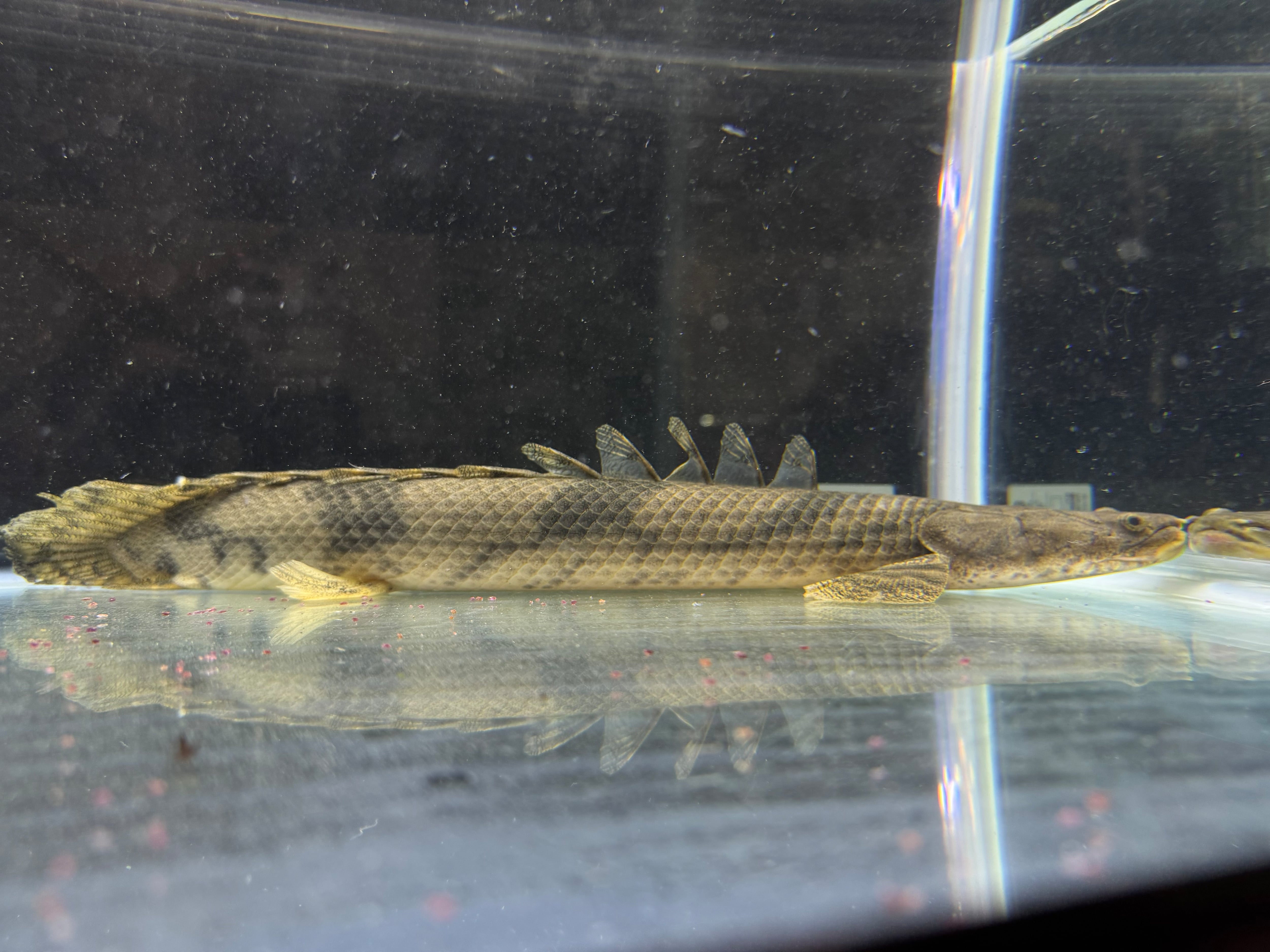 ポリプテルス | AQUASTYLEG