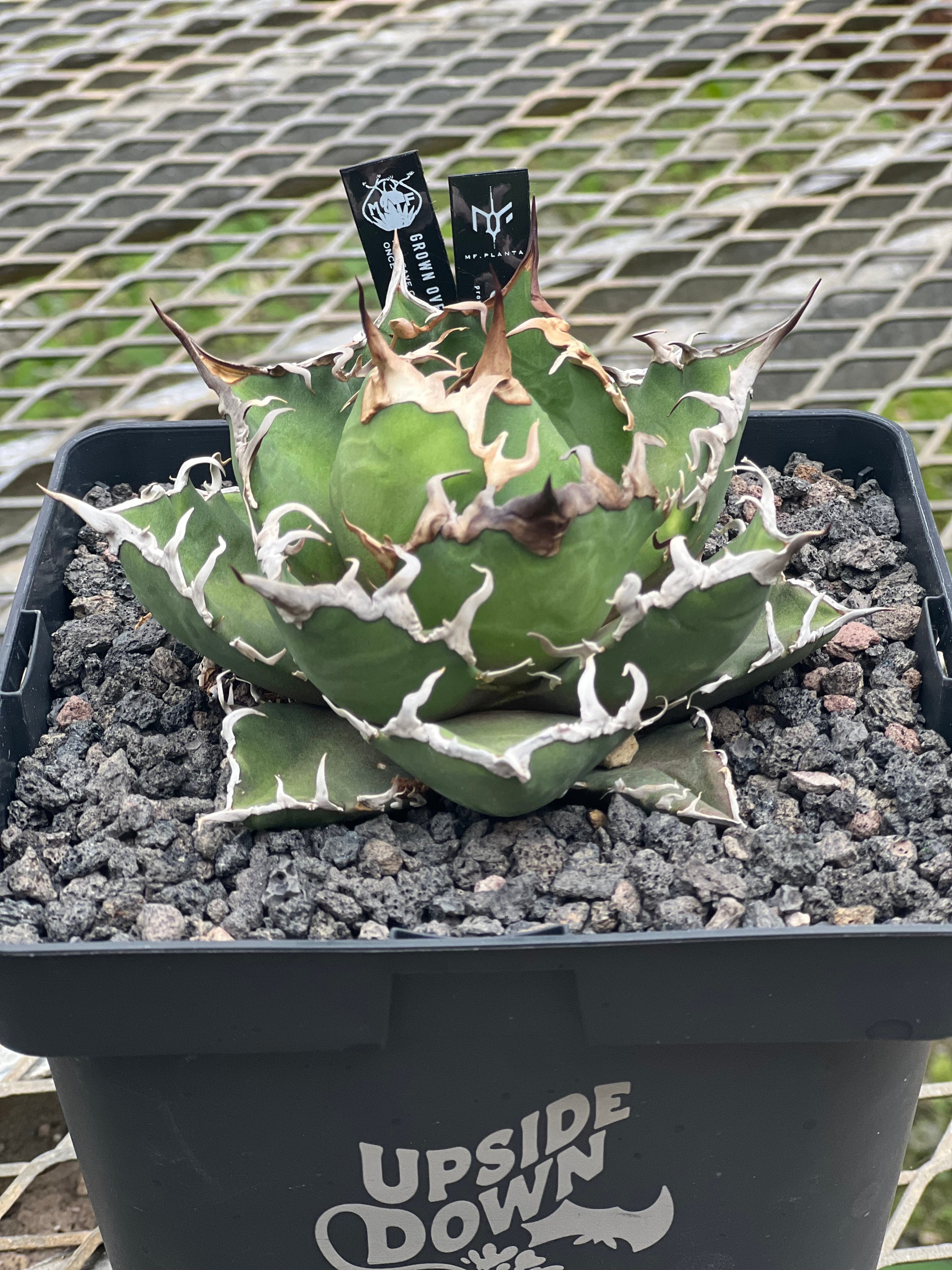 24 AGAVE OTEROI 
