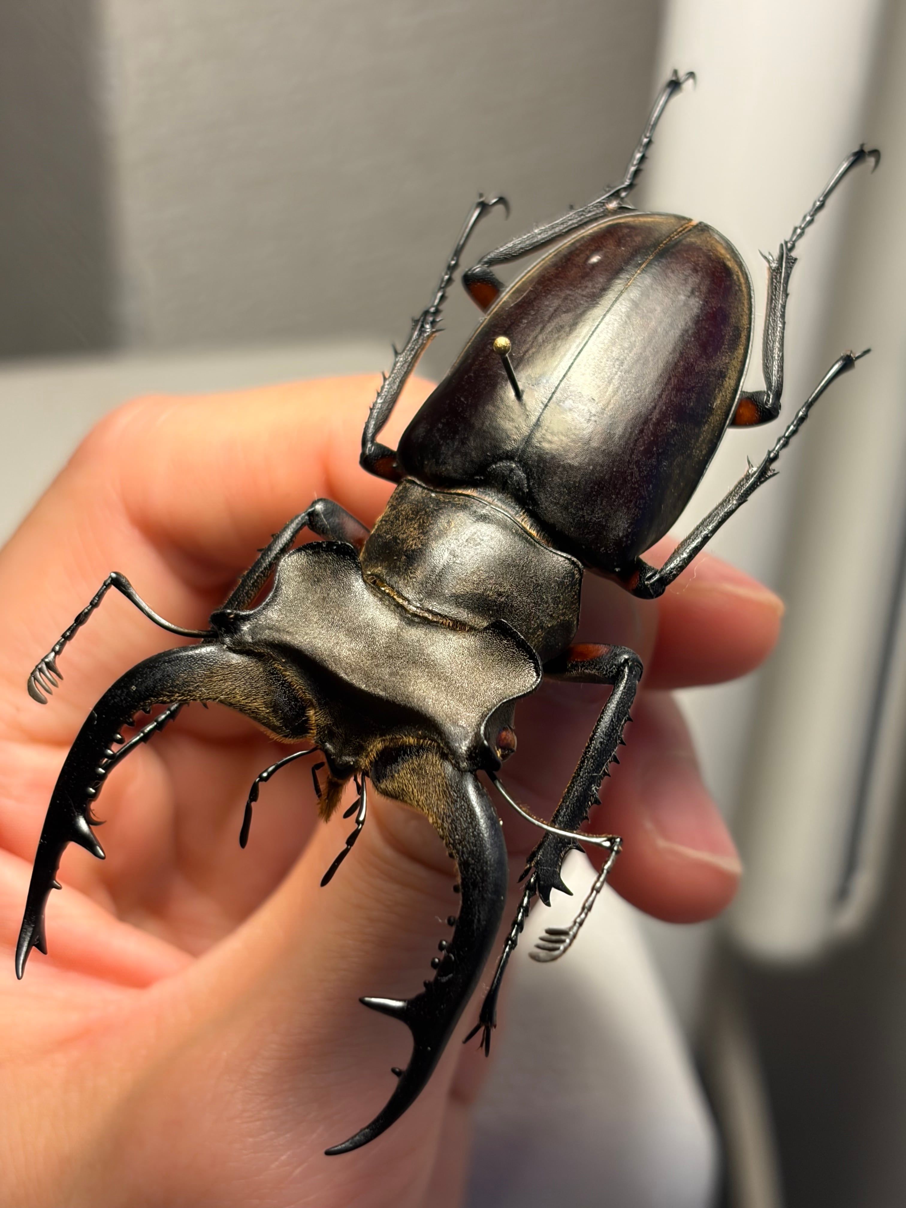 顎比率最大種】カンターミヤマクワガタ 76mm♂ 昆虫標本 標本
