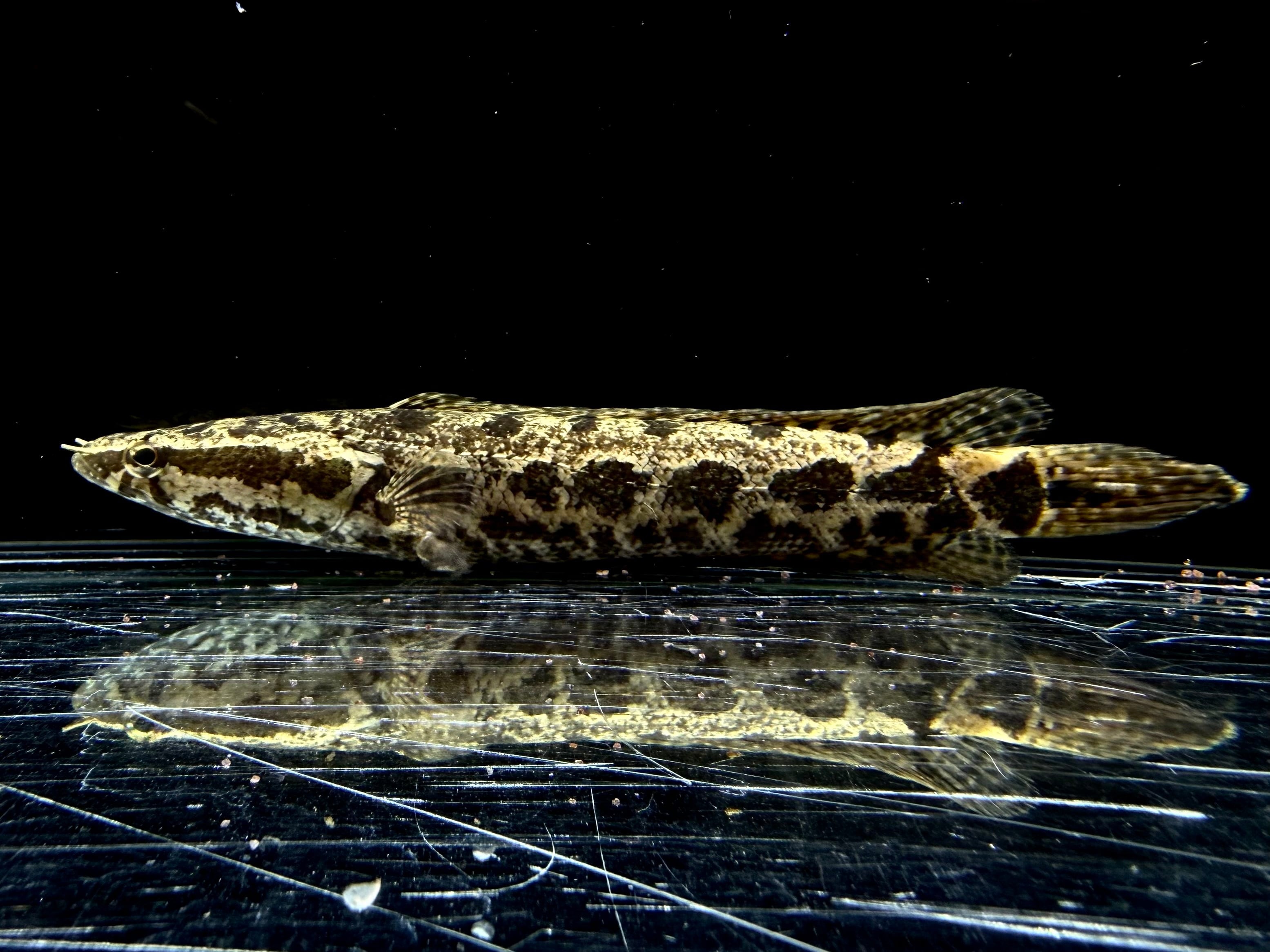 イエローマルリオイデス 7〜8cm± | AQUASTYLEG