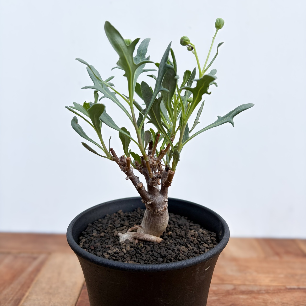 Othonna obtusiloba【オトンナ・オブツシロバ・実生】