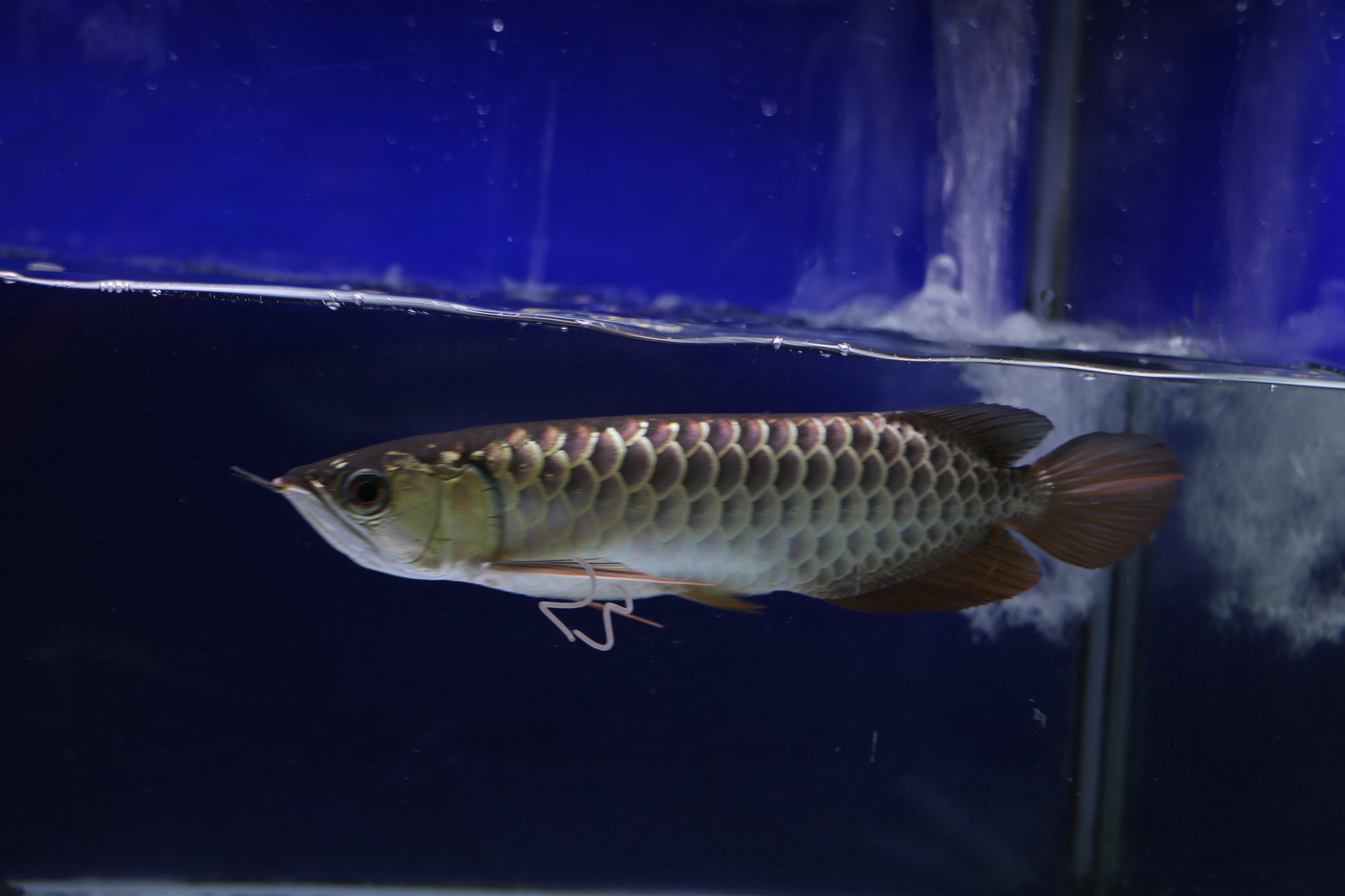 過背金龍 (ブルーベース) ±26㎝ アロワナ等の大型魚・熱帯魚のオンライン販売店 AROHOLIC(アロホリック) 過背金龍 (ブルーベース) ±26㎝ アロワナ等の大型魚・熱帯魚のオンライン販売店 AROHOLIC(アロホリック)