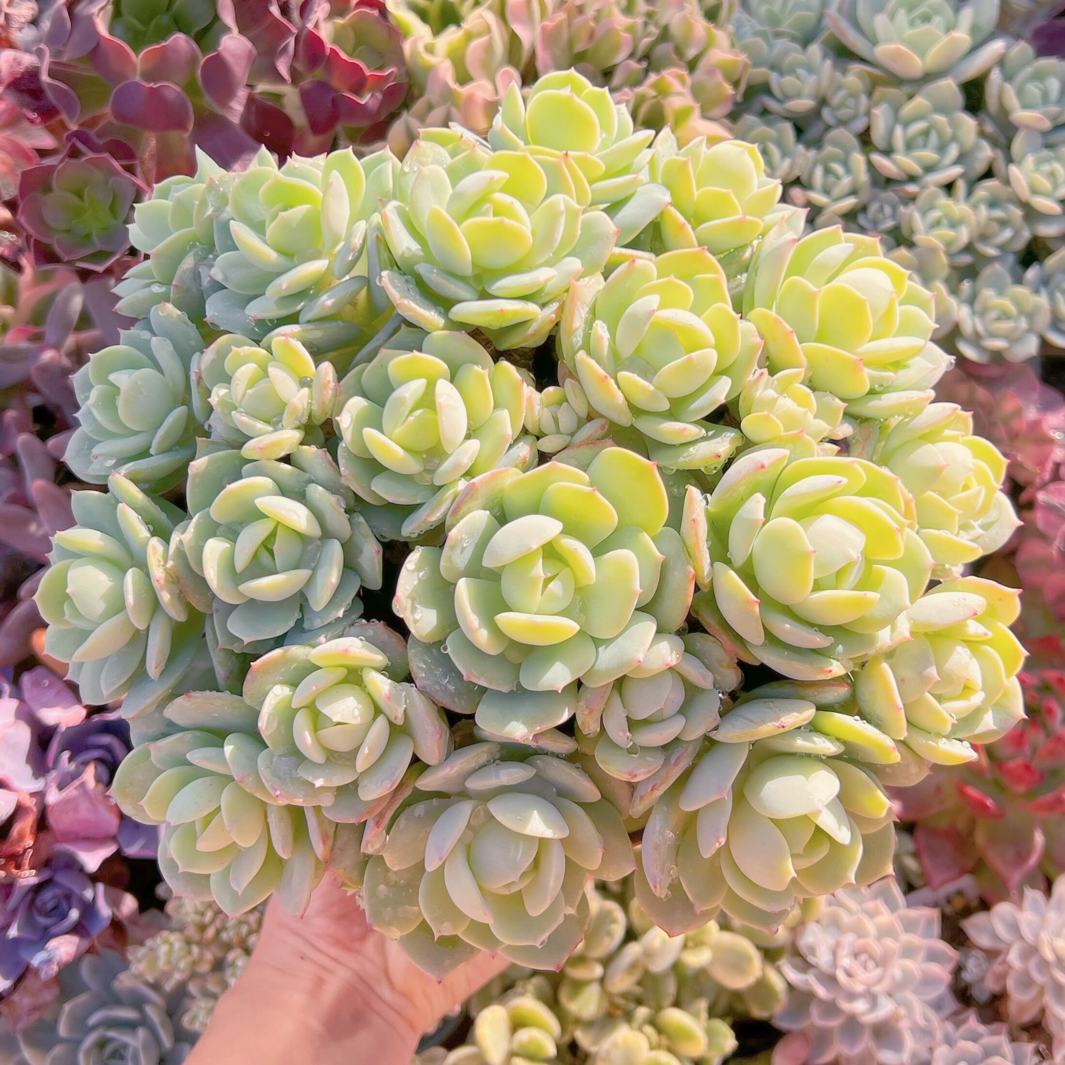 現品　冷香#528   30cm特大群生　るる農園