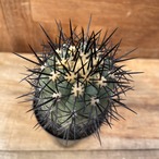 Copiapoa calderana【コピアポア・カルデラナ・実生】