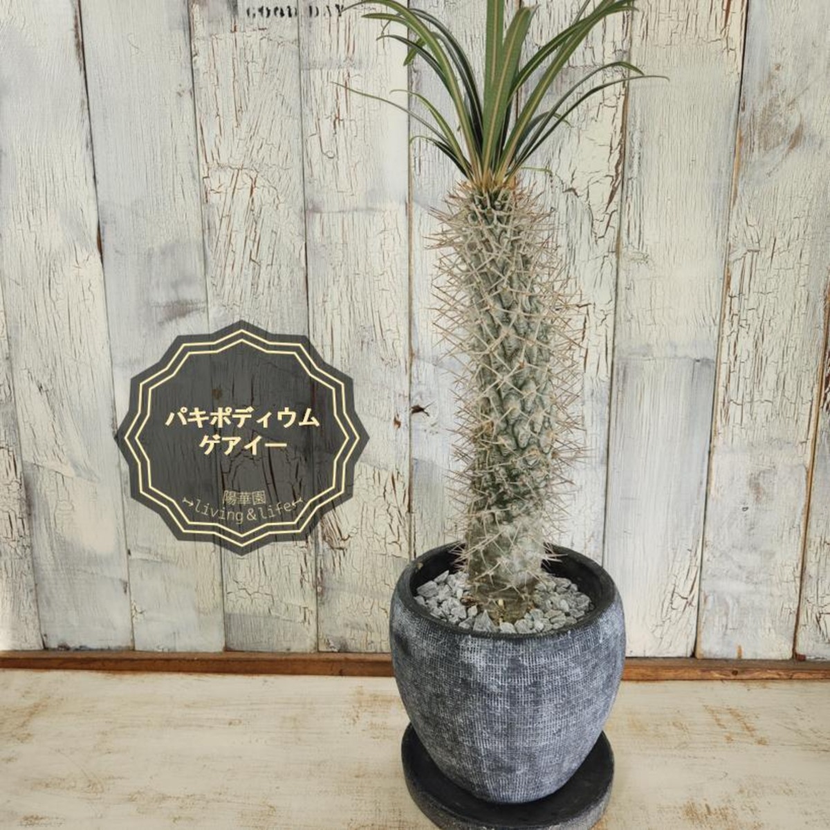 観葉植物 パキポ ゲアイー | 陽華園