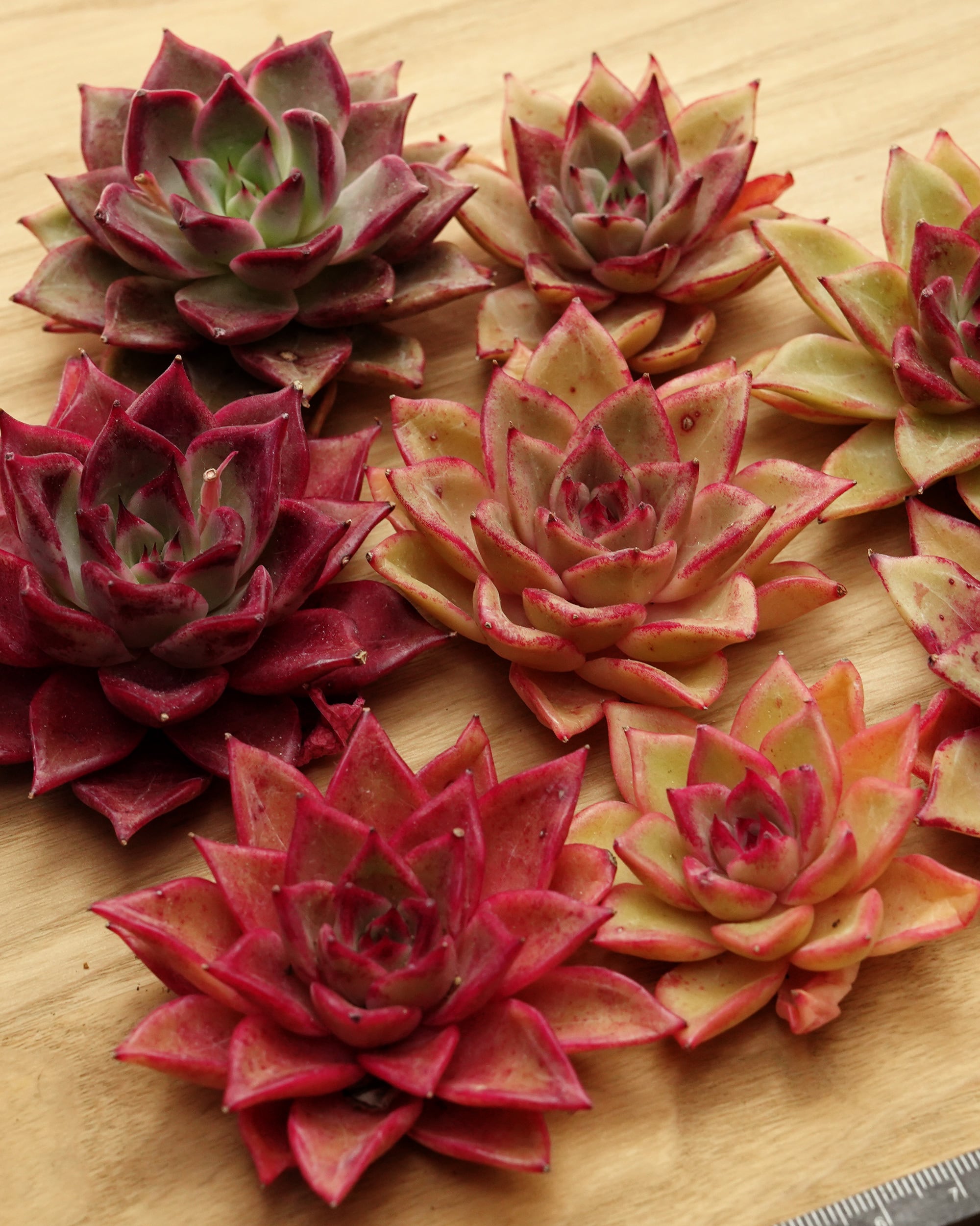 カット苗 ルナ Echeveria 'Luna' | PUKUBOOK SUCCULENTS