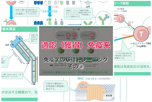 免疫学の基礎トレーニング「適応（獲得）免疫系」