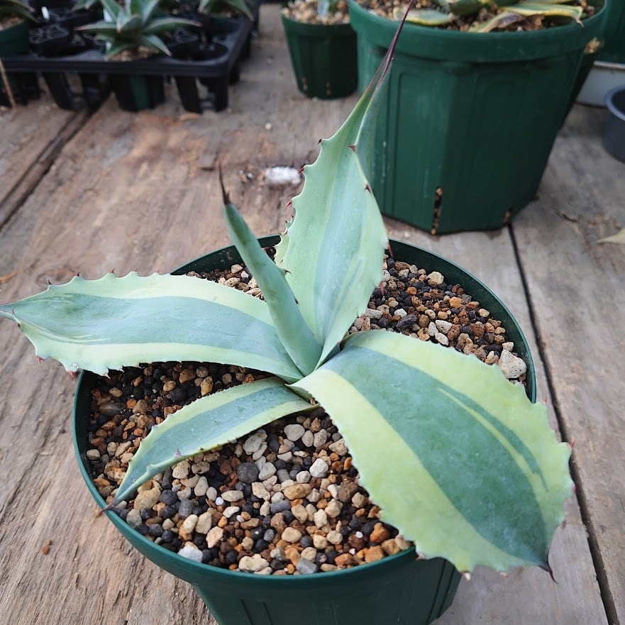 アガベ オバティフォリア オルカ 1 Agave ovatifolia variegated 'ORCA ...