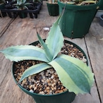 アガベ オバティフォリア オルカ 1 Agave ovatifolia variegated 'ORCA'