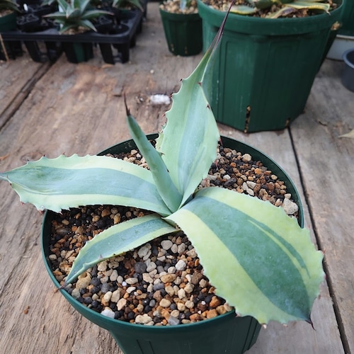 アガベ オバティフォリア オルカ 1 Agave ovatifolia variegated 'ORCA'