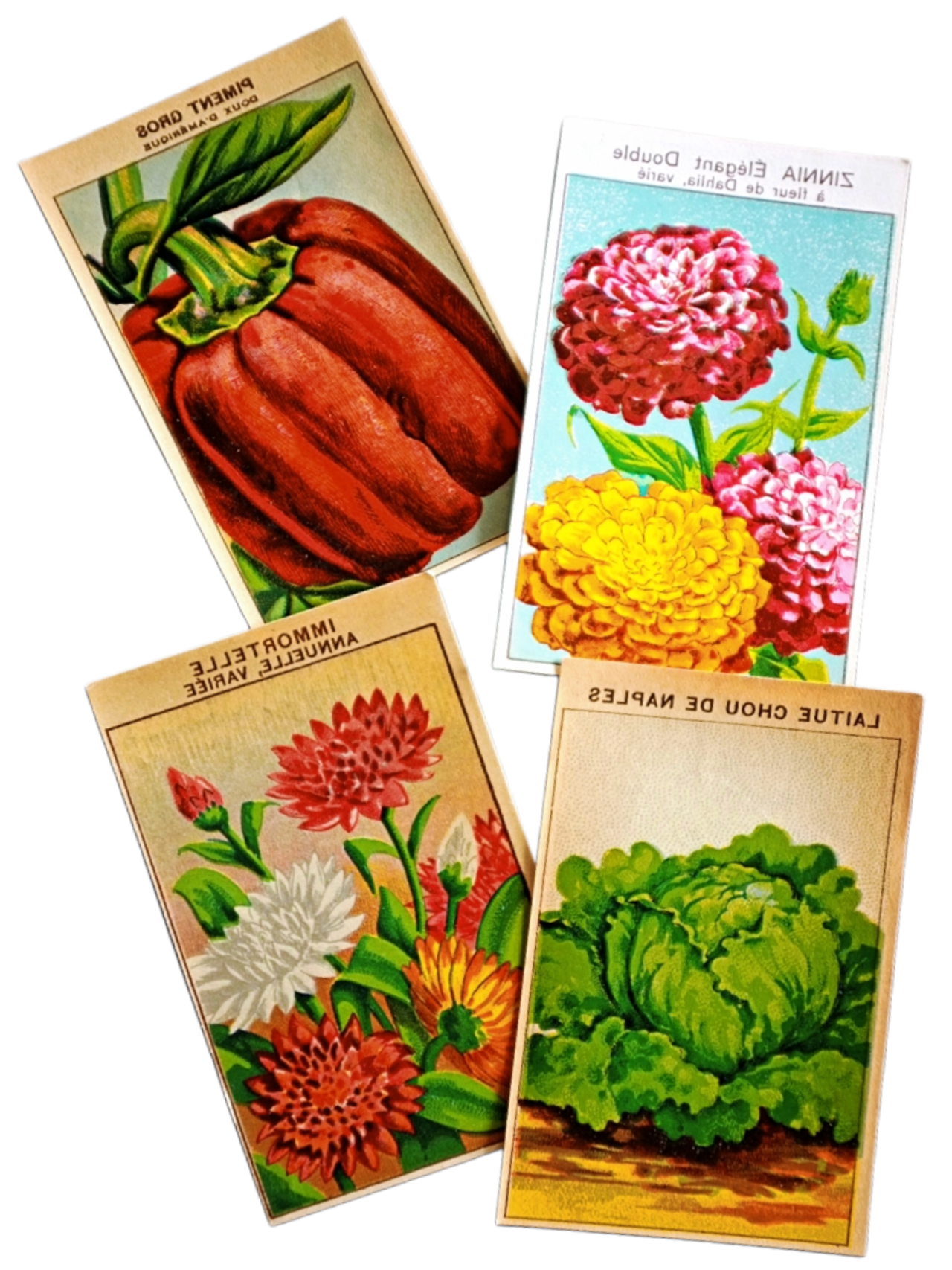 20s フランス 4set 膨満な花々と野菜たち 種子袋用ラベルk アンティーク