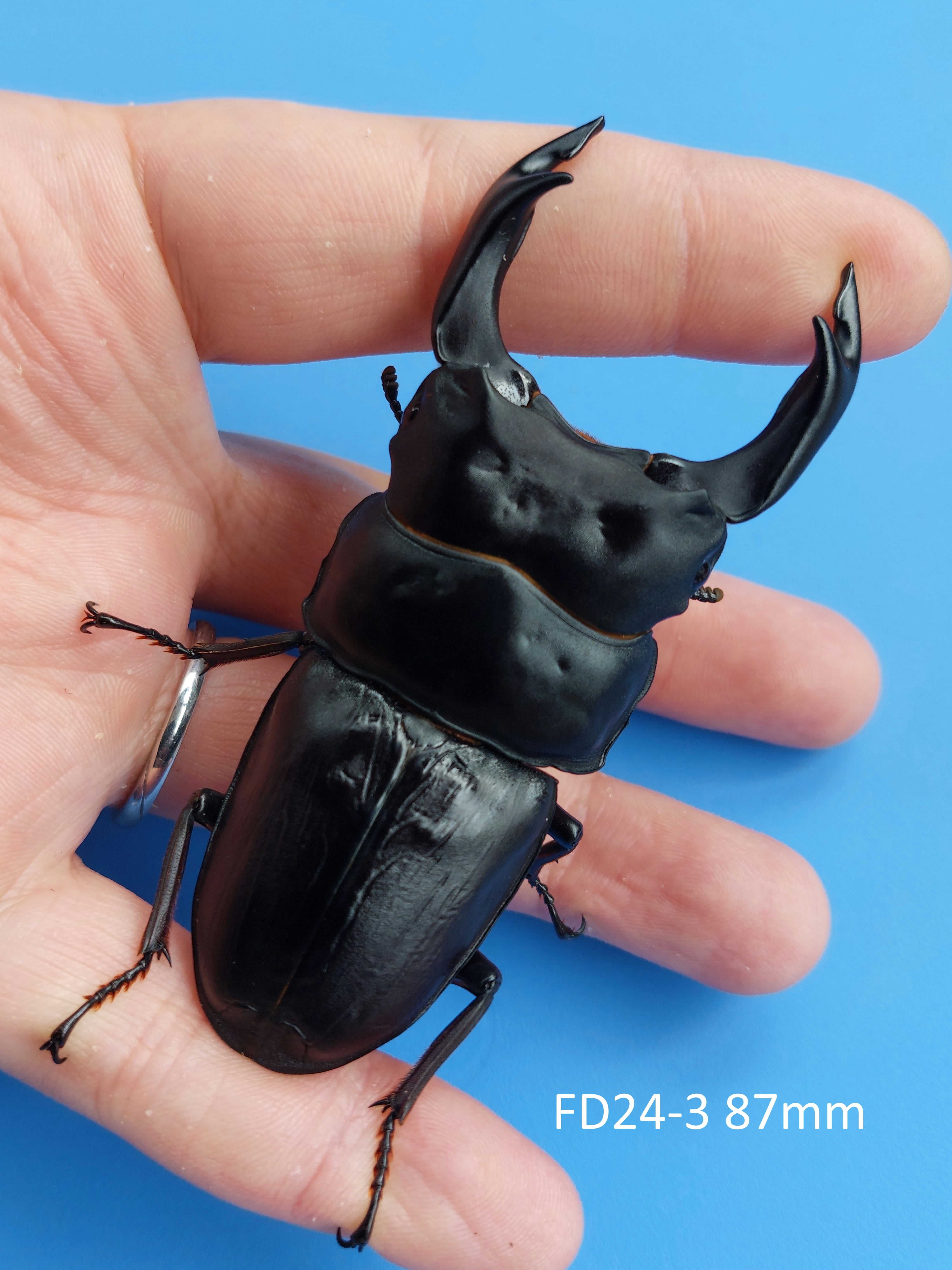 久留米産オオクワガタ専門店『OokuwaMemories』