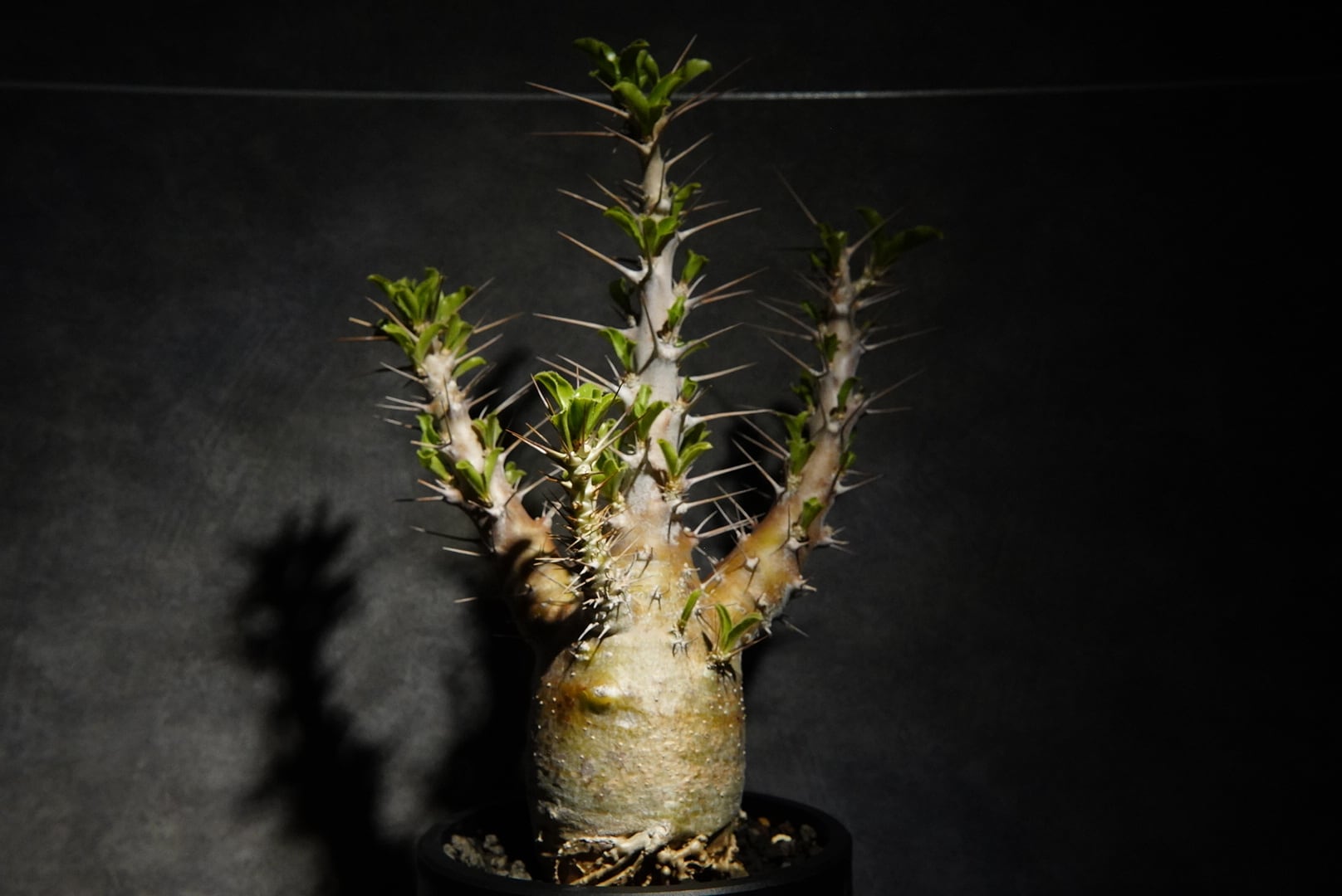 パキポディウム サウンデルシー 現地球〈白馬城〉 | N collect plants