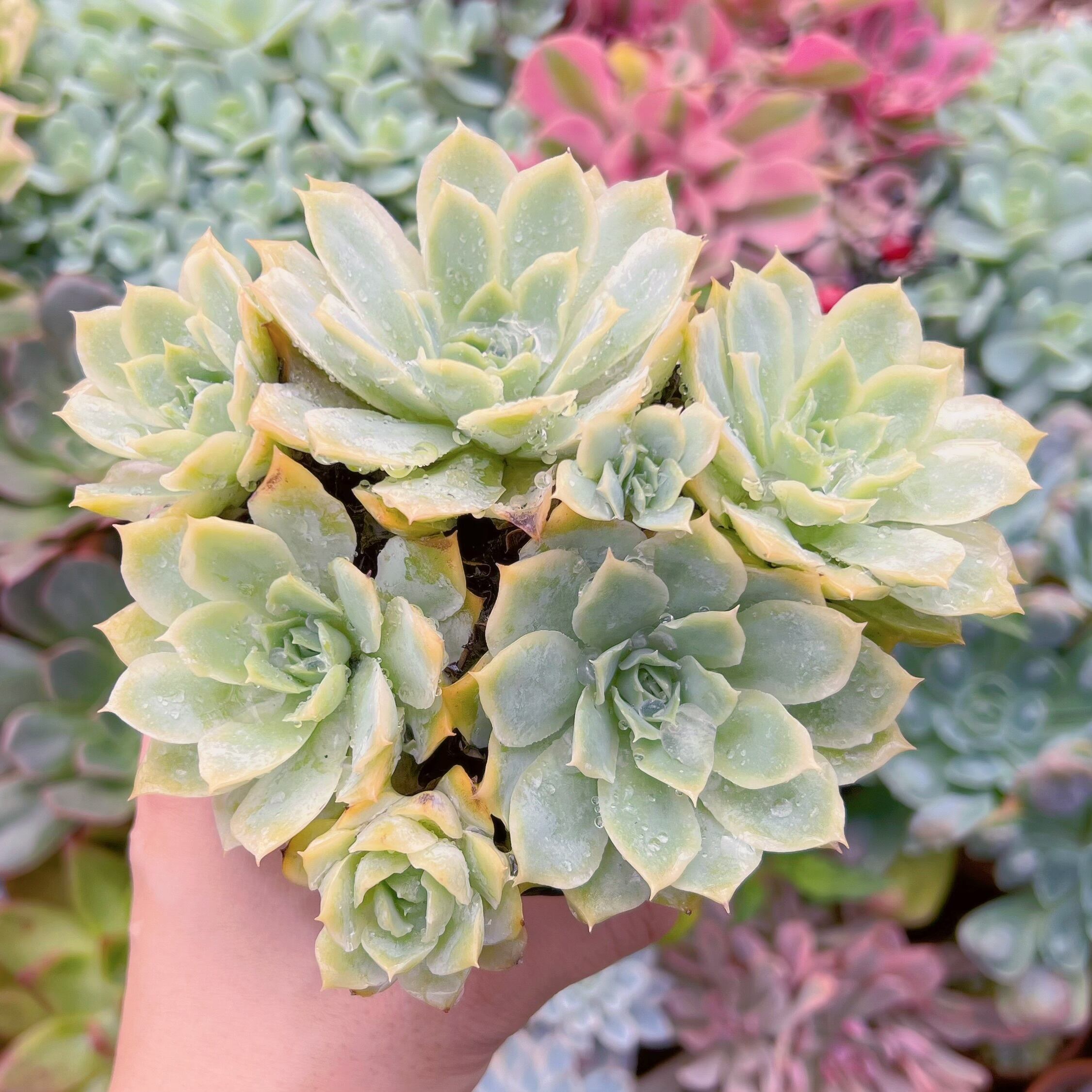 現物　静月#665　特大　るる農園