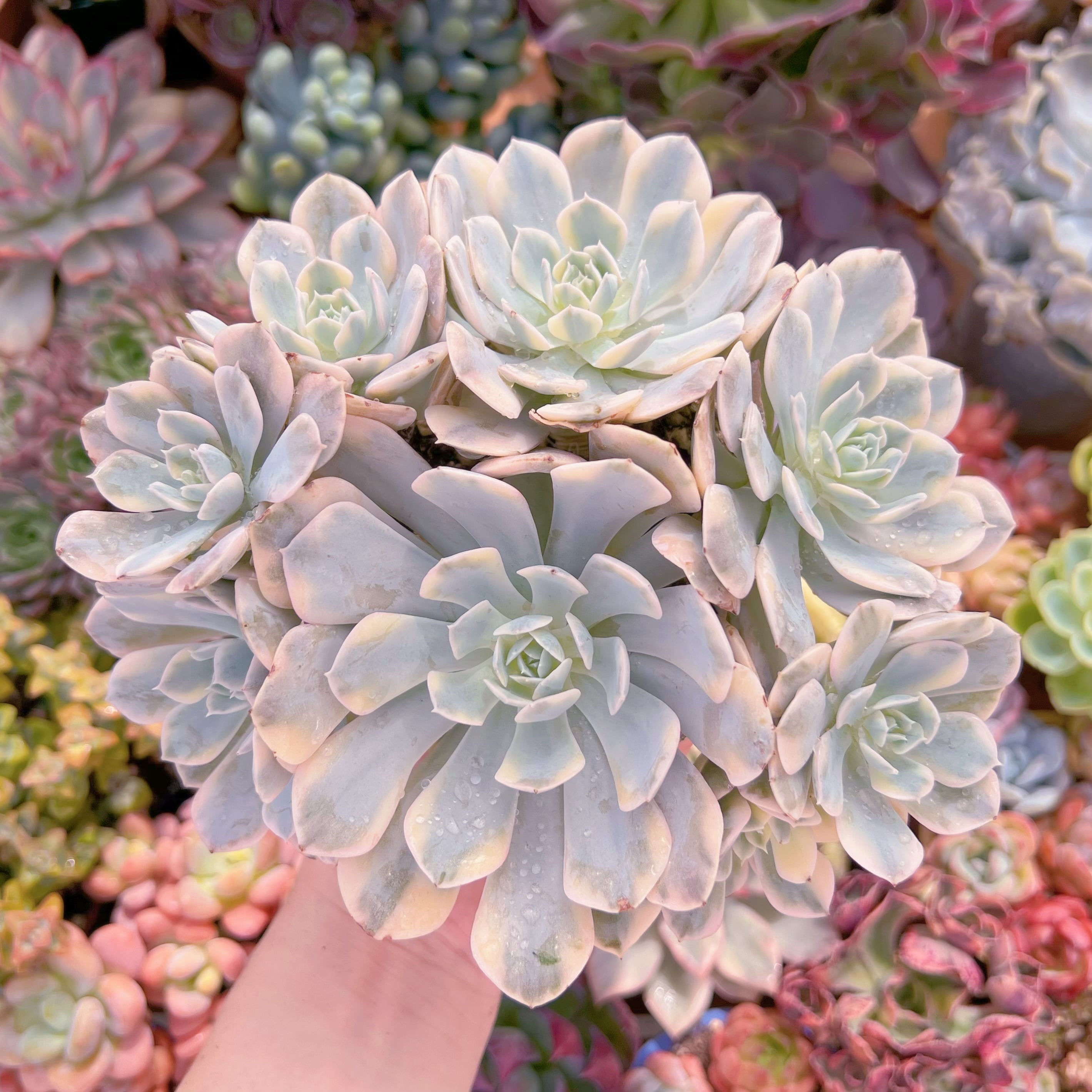 現品　ルヨン二錦#765　特大群生　るる農園