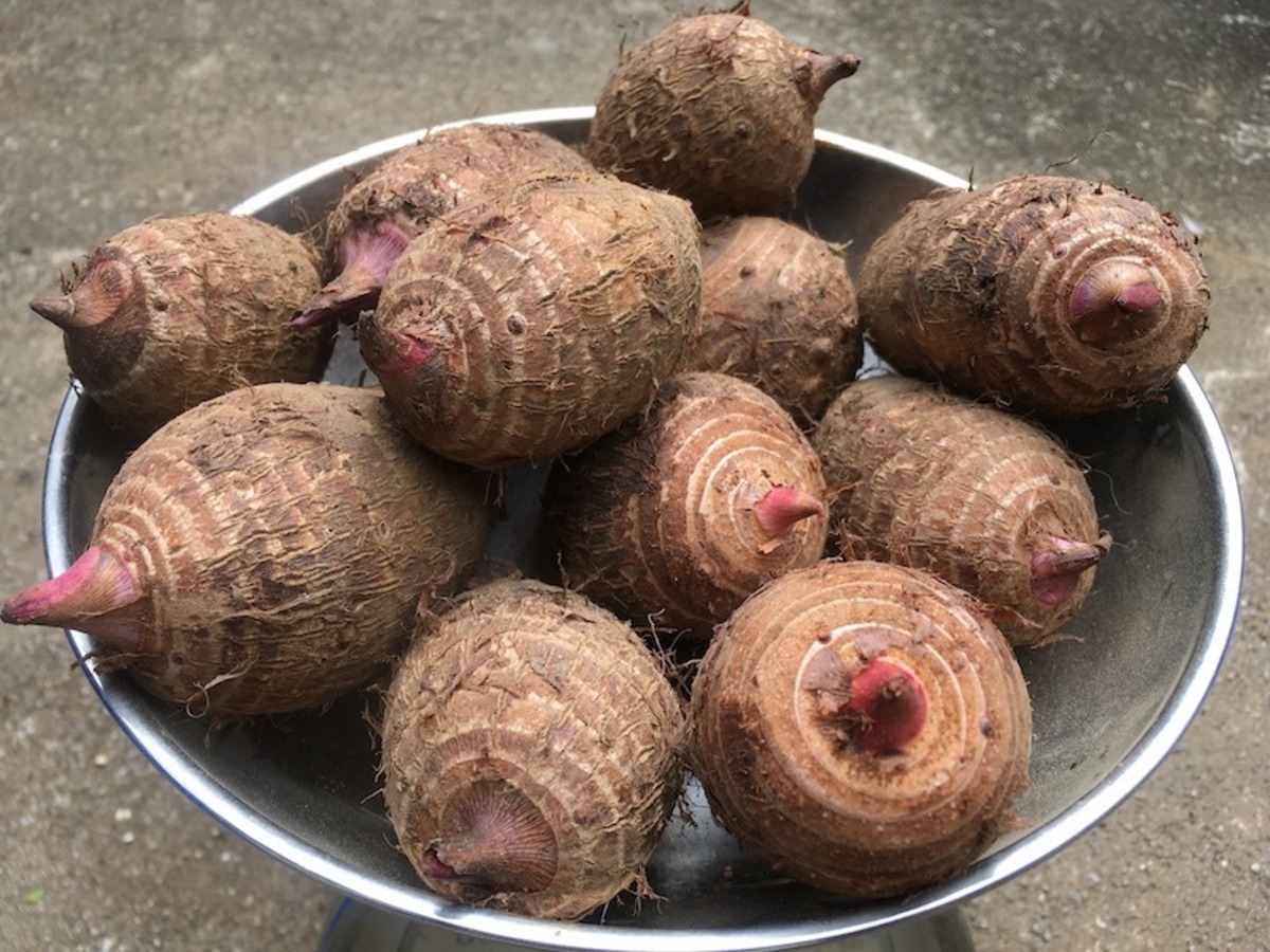 赤芽大吉」1kg 2024年度 屋久島産 無農薬無肥料栽培 | やくしまの手 
