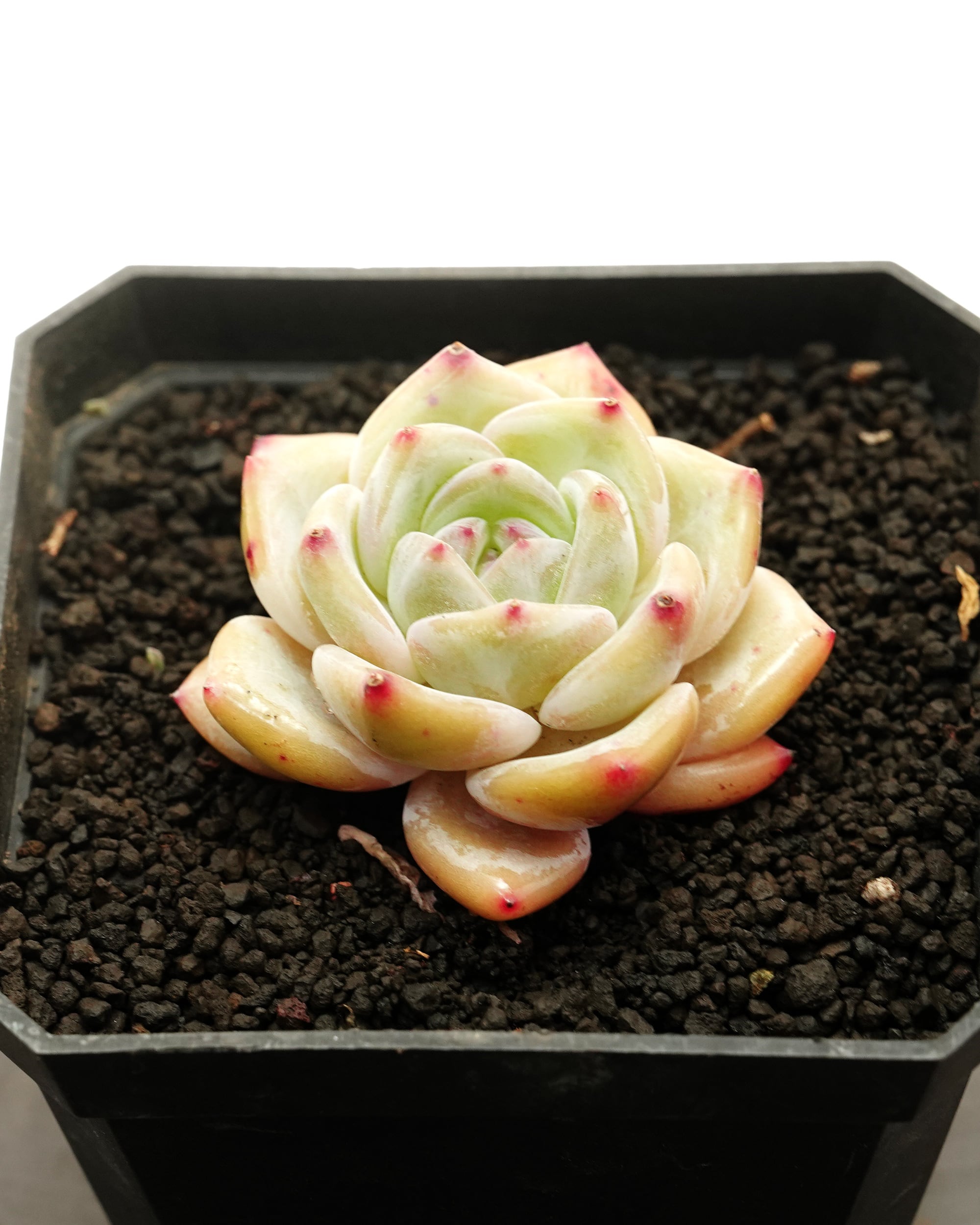 marukoです　　　多肉植物 カット苗 Amazon.co.jp: 【マルイ農園】多肉植物 カット苗 韓国苗4種含む