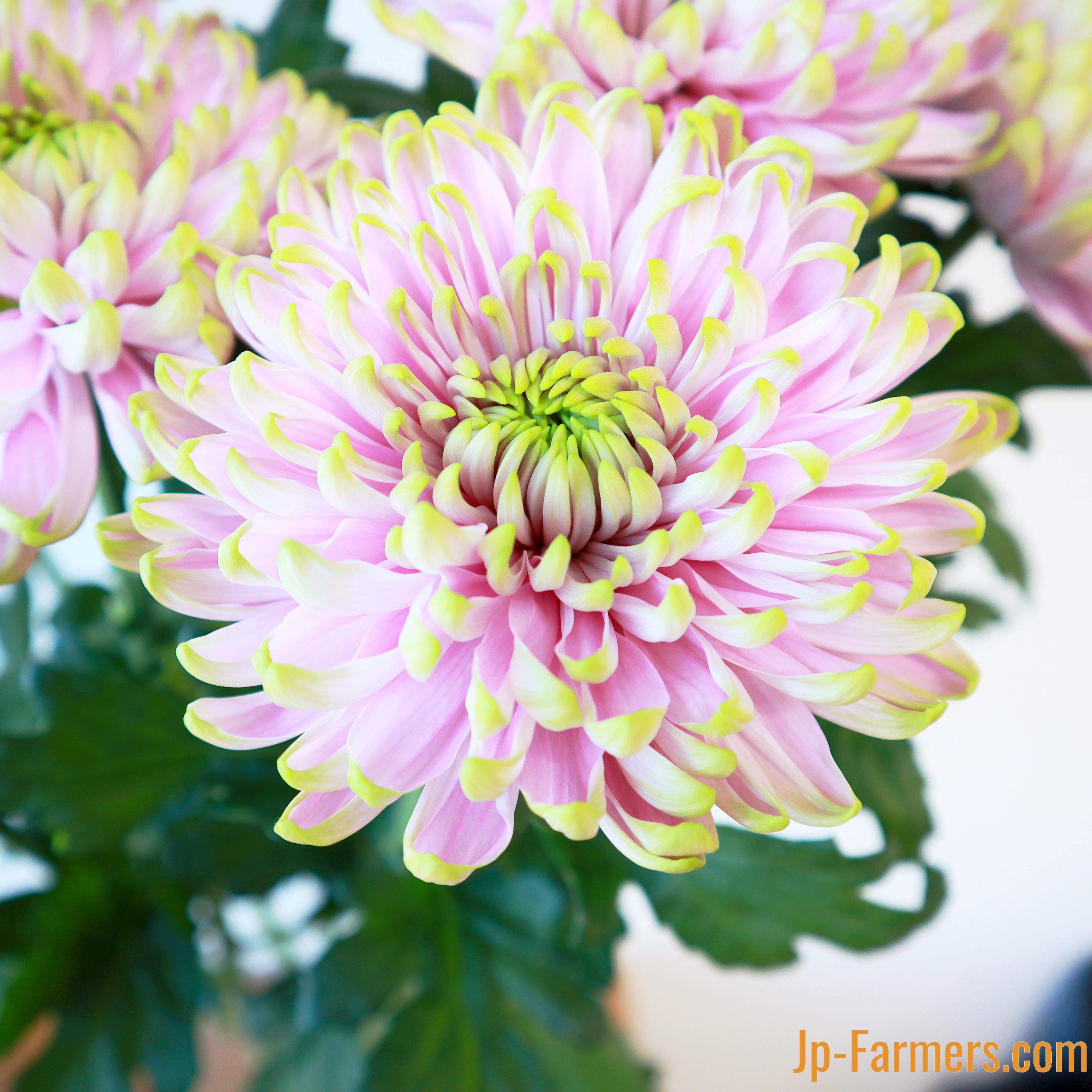 シャーロット王女を祝したディスバットマム『 ロサーノシャルロッテ