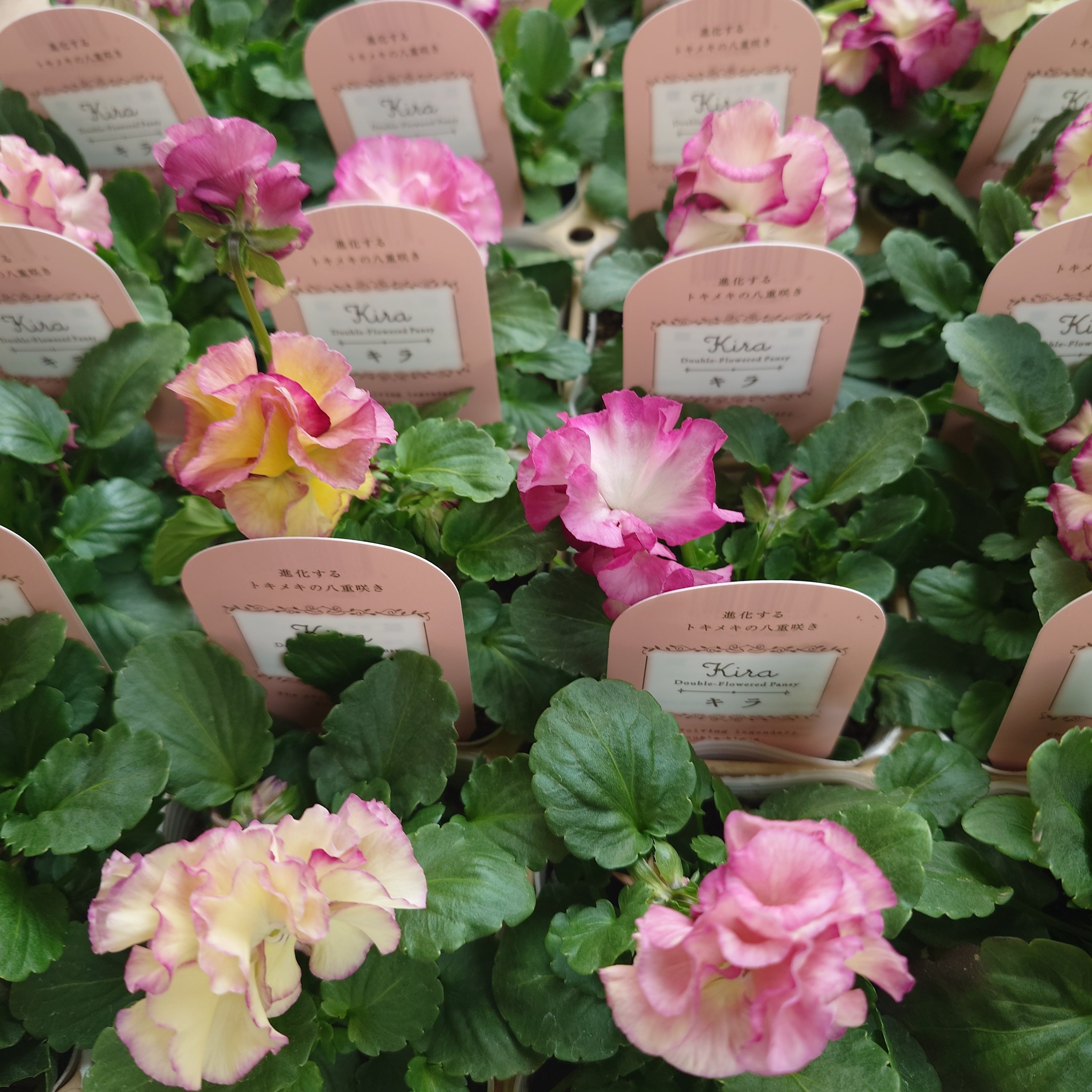 ドイリー1104❤️パンジーと八重咲き花✨2枚以上で2680円❣️ 八重咲きパンジー 『フェアリーチュール』 落合さん育種