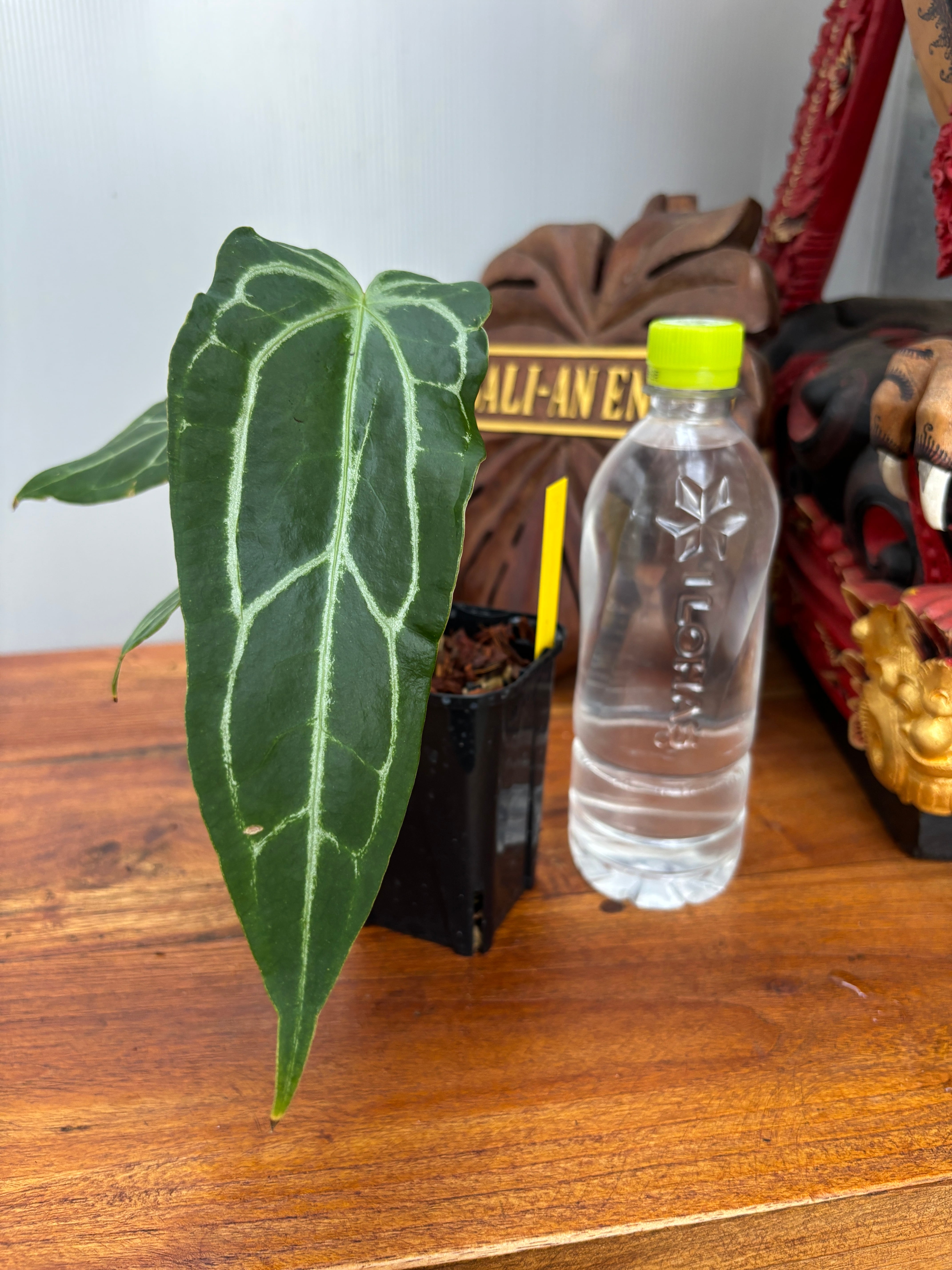 Anthurium | BA PLants