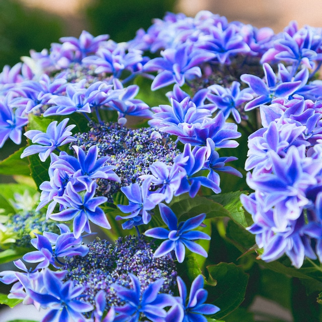 アジサイ 月虹ブルー 4年もの開発期間 紫陽花 鉢植えも可能 5.5号 生育旺盛 庭木 落葉 低木 耐寒性 母の日 | 【公式】シャン・ド ...