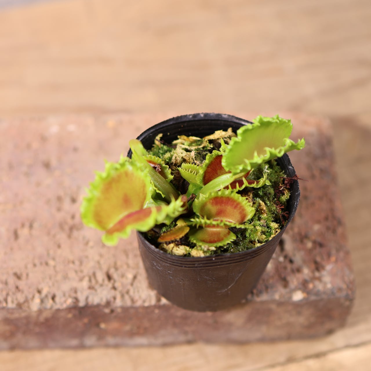 681『ハエトリソウ Dionaea muscipula 'dumpling 』 観葉植物【送料