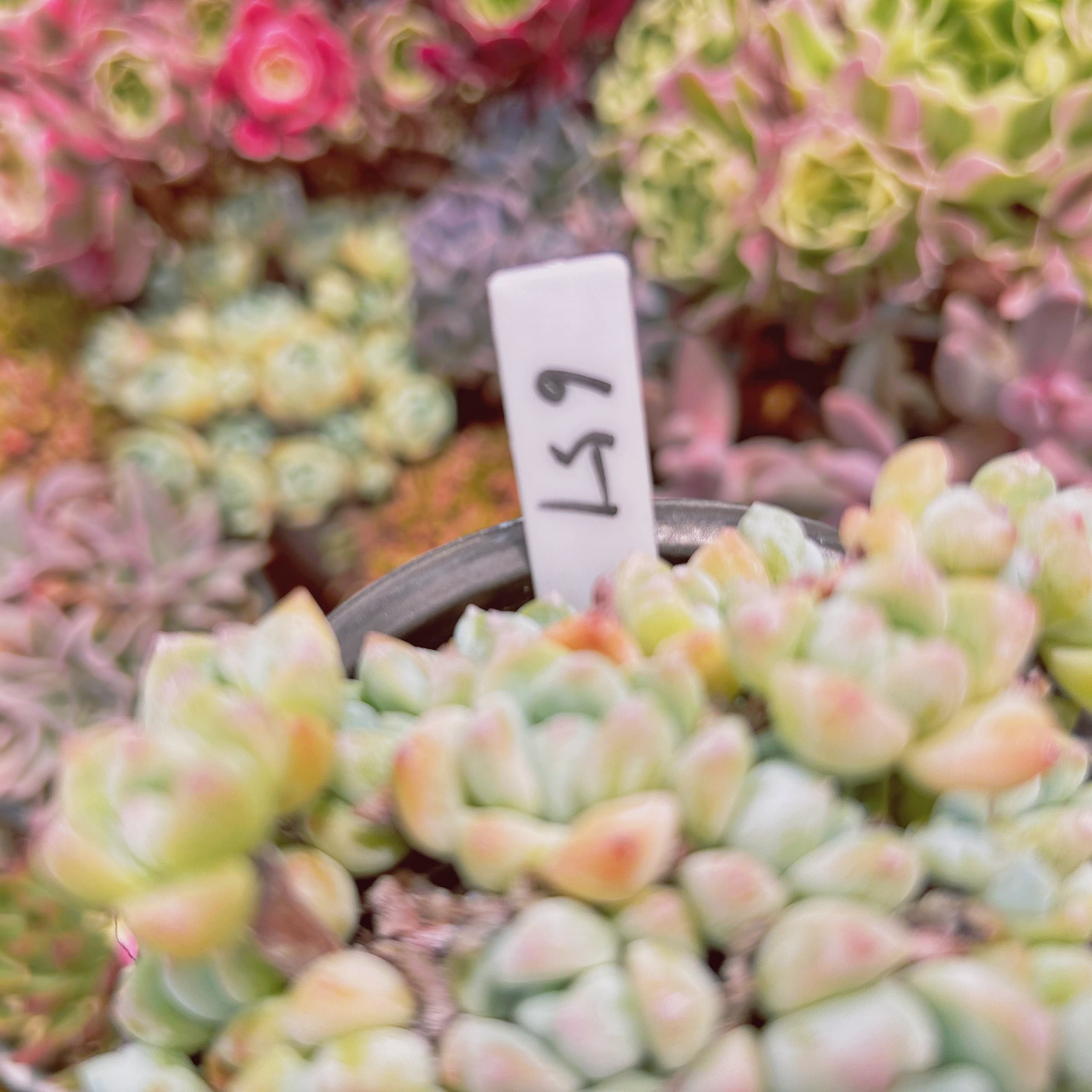 657現物 多肉植物 香姫 特大群生 抜き苗 | るる農園~多肉植物専門