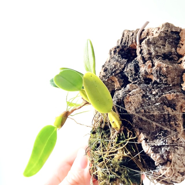 Bulbophyllum lasiochilum var. flava（バルボフィラム・ラシオキラム フォーマ フラバ）コルク付け洋ラン calm cafe