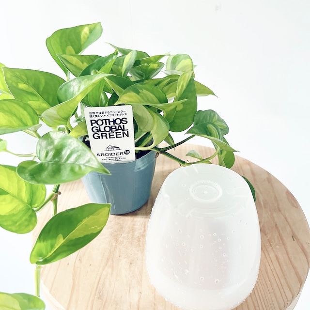ポトス２種＆マクラメハンガー＆鉢カバーセット calm cafeオリジナル