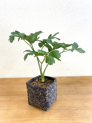 長命草（ボタンボウフウ） 【鉢植え サステナブルプランター】