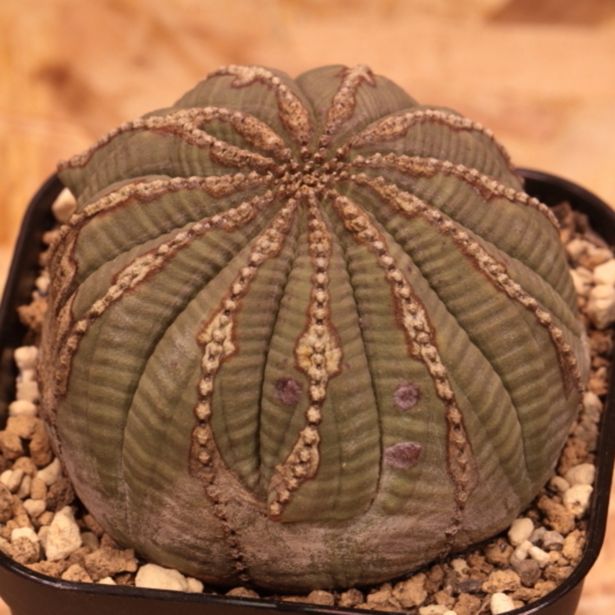 販売済み：オベサ 図鑑】11稜！Euphorbia Obesa ユーフォルビア オベサ 