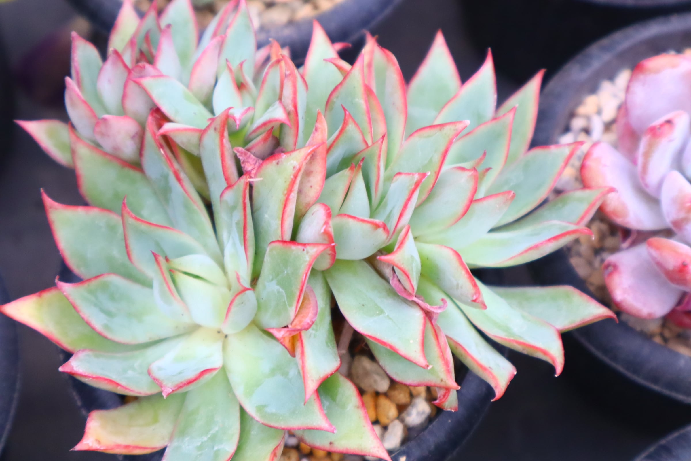 273.エケベリア・ピンクドラゴン群生 | 二代目大和高原の多肉屋