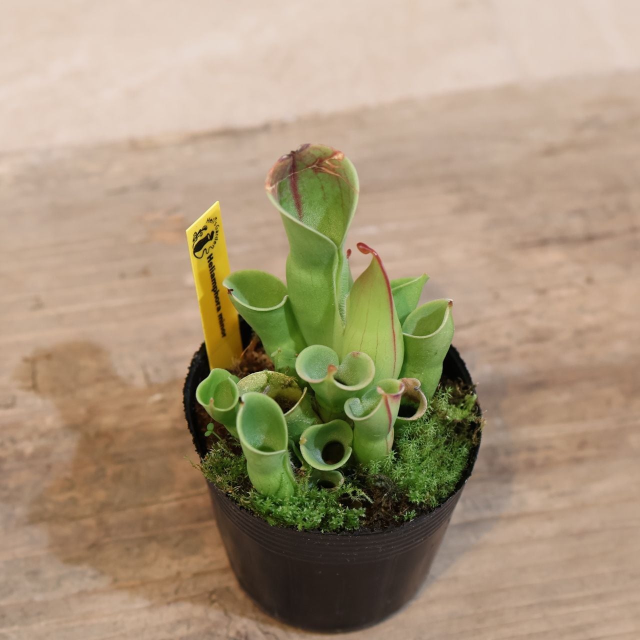 295 霧の山から届いた美しき食虫植物『ヘリアンフォラ ミノール