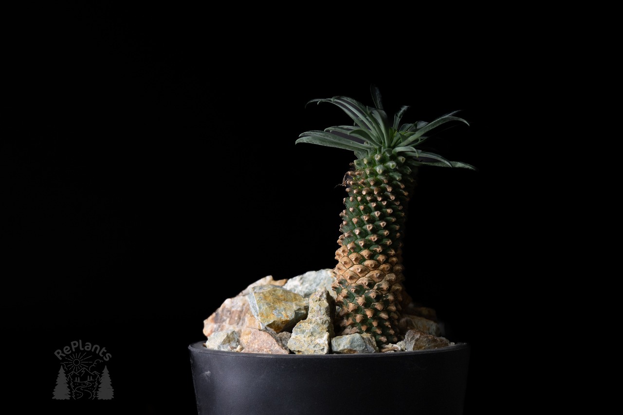 Habitat Style Euphorbia 'Sotetsukirin'#2