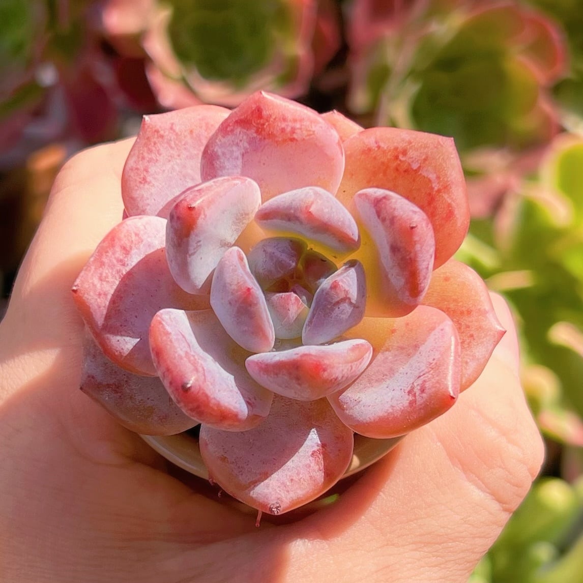 多肉植物　ピンクパステル　新入荷　るる農園