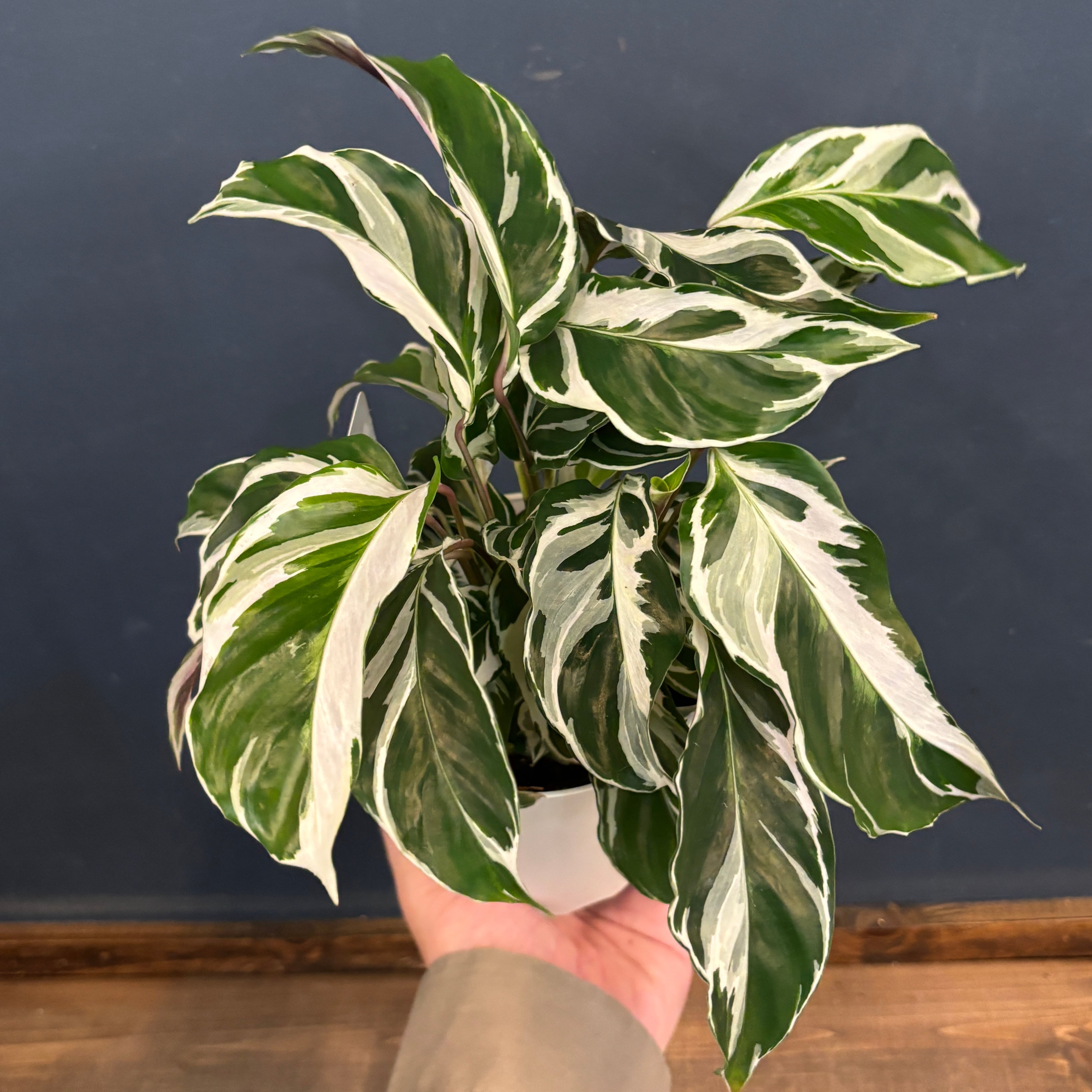 カラテア ホワイトフュージョン【199】