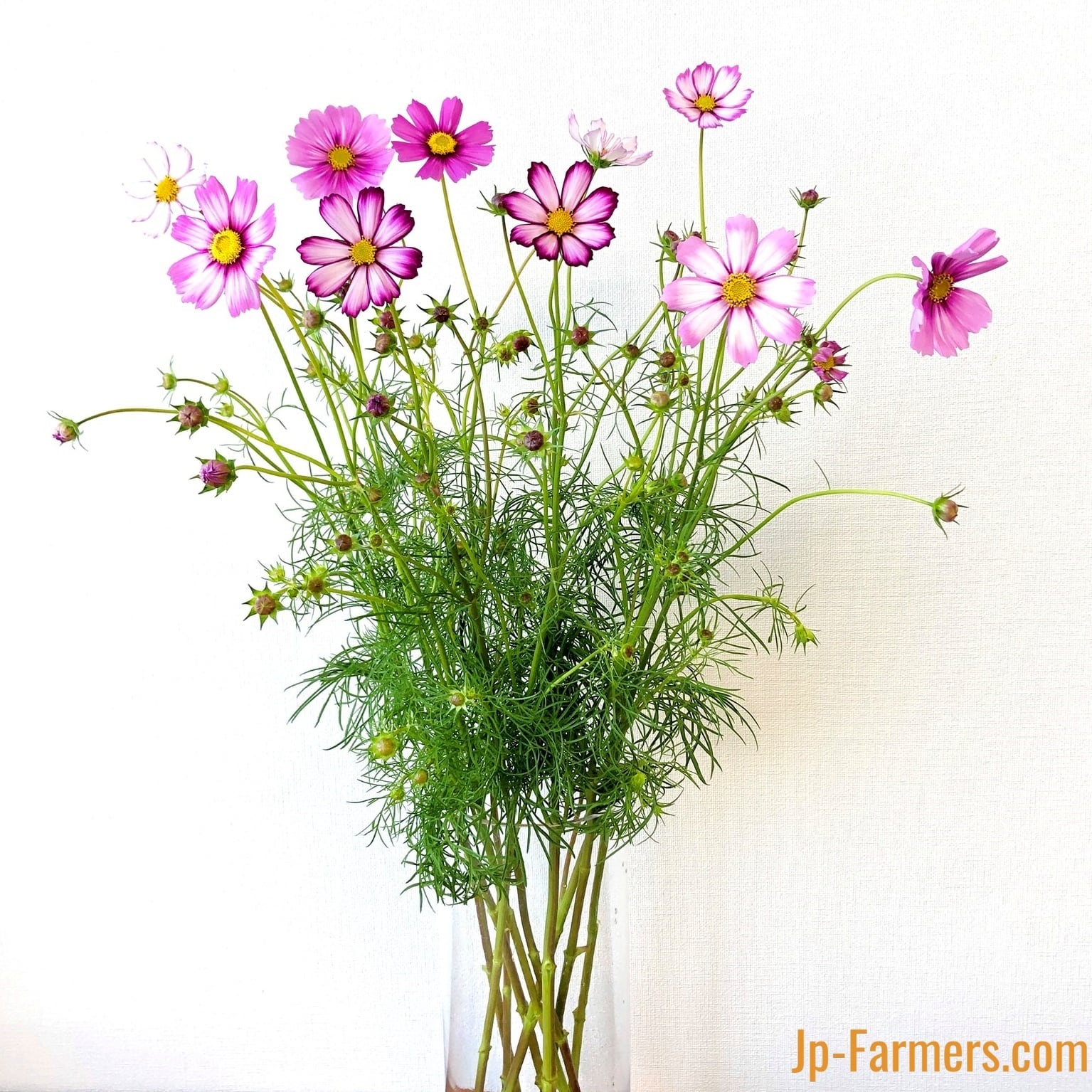 季節限定 秋の花はやっぱり秋桜 コスモス ピコティー 本 Jp Farmers Com 季節限定 秋の花はやっぱり秋桜 コスモス ピコティー 本 Jp Farmers Com