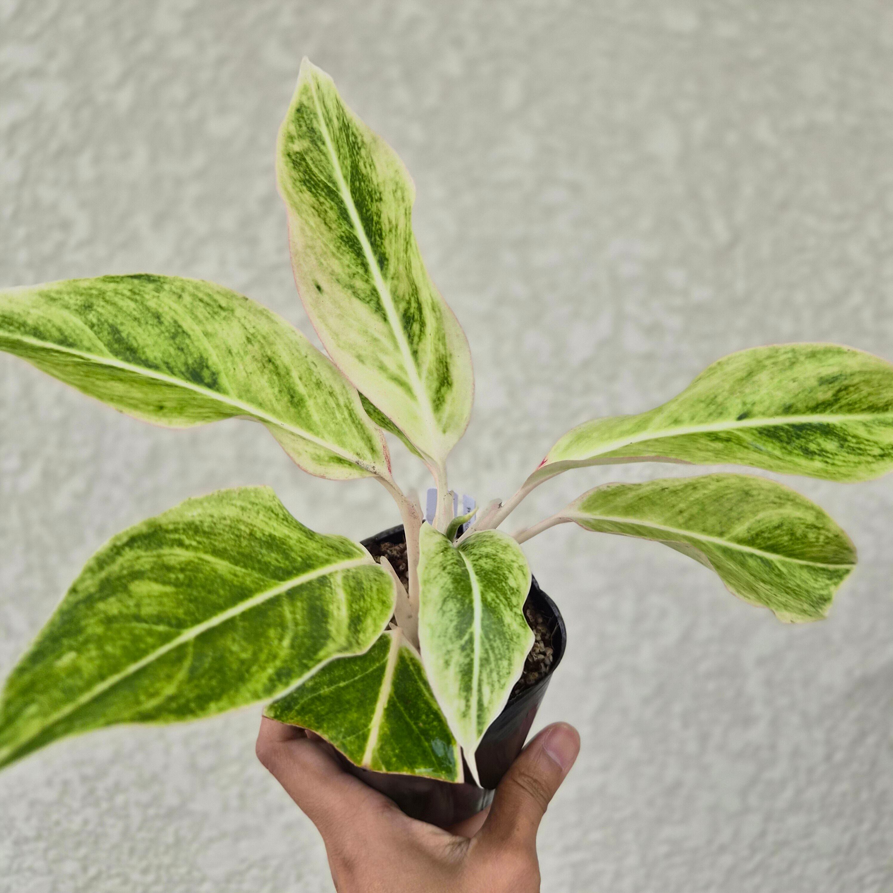 ③《Aglaonema White Aurora》アグラオネマ ホワイトオーロラ 観葉植物 / レッドリーフ/ポット発送