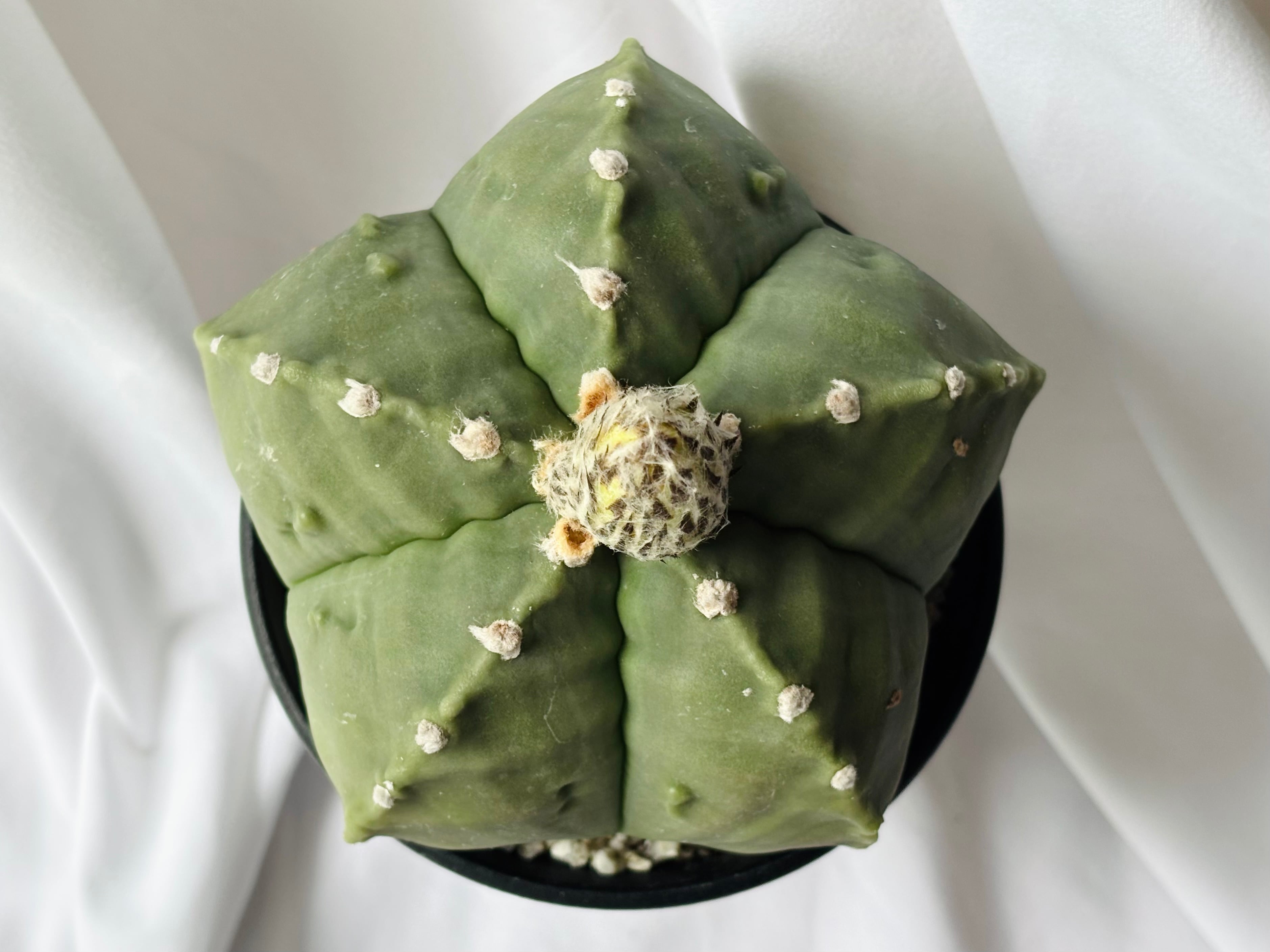 Astrophytum myriostigma アストロフィツム 大型ヘキラン 碧瑠璃鸞鳳玉