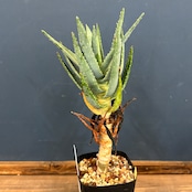 アロエ ディコトマ【128】