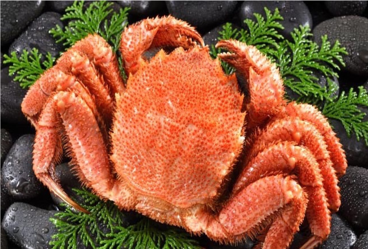 幻のカニ朝茹でセット 毛蟹450g 花咲カニ500g 食福物産展 Recommended By Saguwa