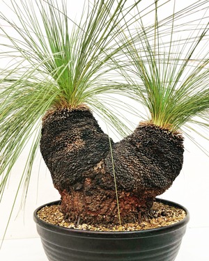 キサントロエア ジョンソニー Xanthorrhoea johnsonii 20230814