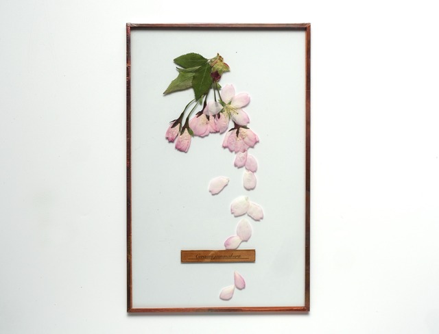 Sakura Glass Specimen-14 （山桜のガラス標本）