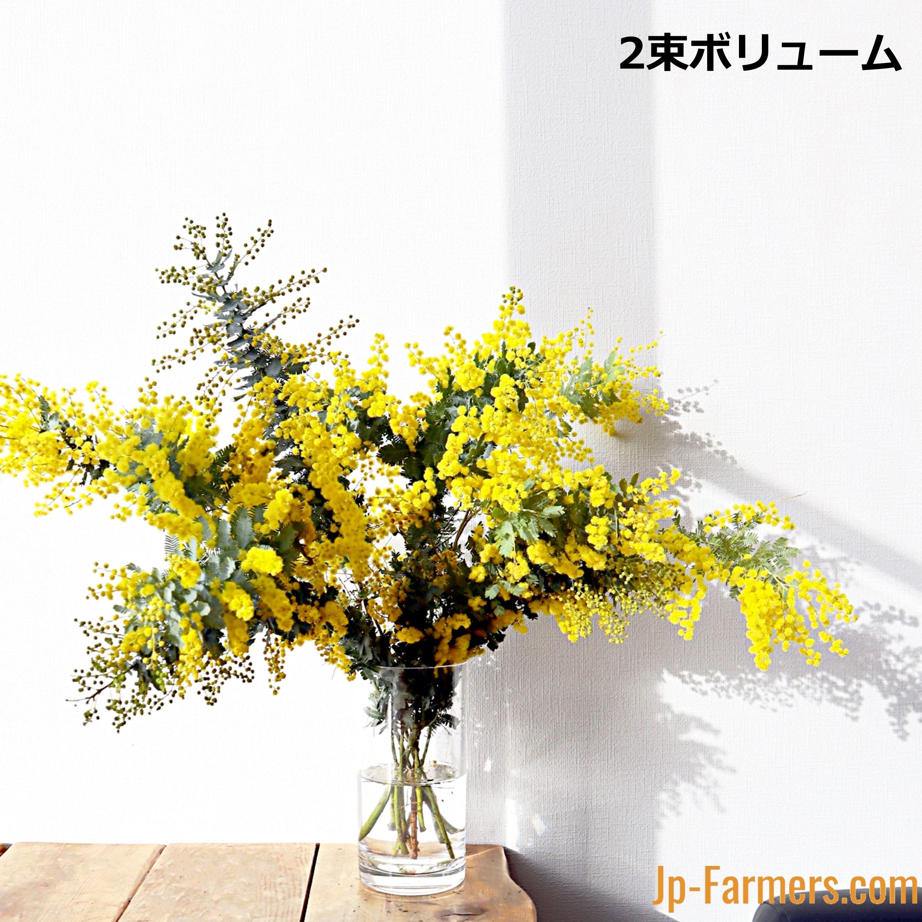 冬の太陽 国産ミモザアカシア 1束 | 新鮮お花問屋 Jp-Farmers.com
