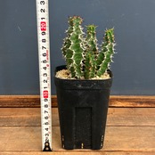 【クリアランスセール対象商品】ユーフォルビア ノベリー【535】【再撮影】【▼】