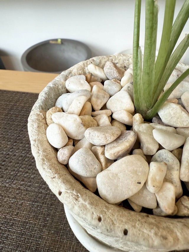 シンゴニウム・ストロベリー