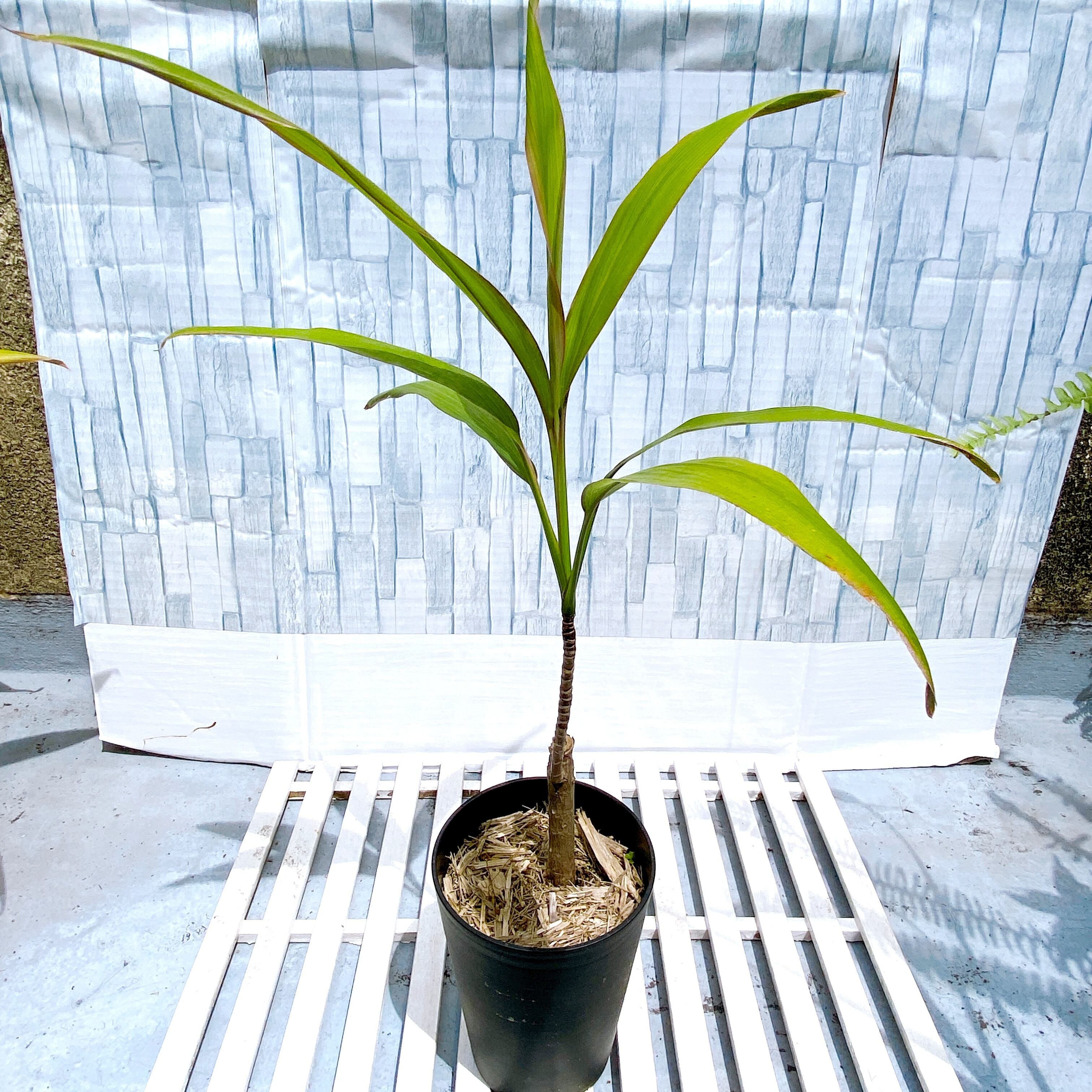 ティーリーフ葉　観葉植物　150枚 ティーリーフ葉 観葉植物 150枚 ティーリーフ切り葉 100枚 / 150