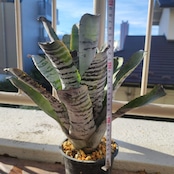 エクメア チャンティニー Aechmea chantinii Black Ice