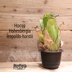 【送料無料】 Hohenbergia leopoldo-horstii〔ホヘンベルギア〕現品発送H0039