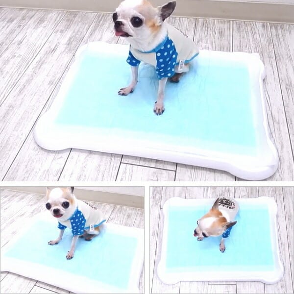 犬 トイレ ピタっとジェル トイレトレー レギュラー シート マット